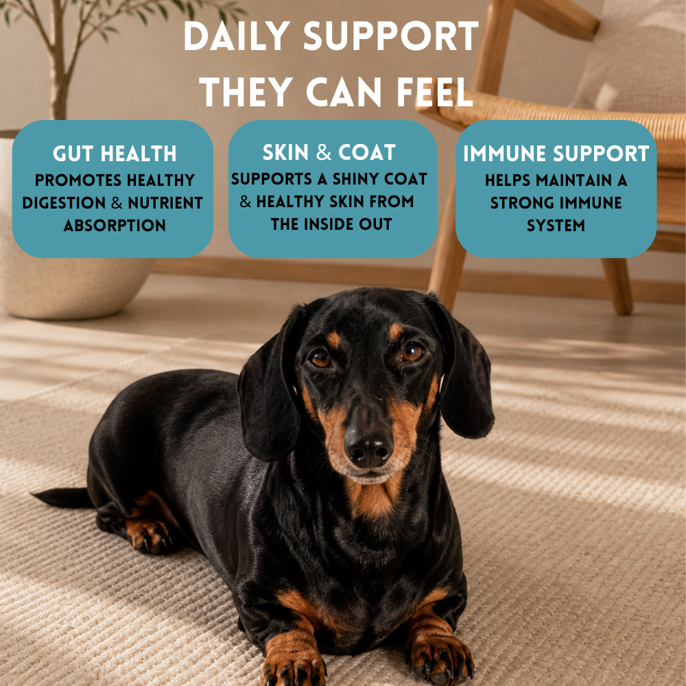Dog lying on a carpeted floor with text about daily support for gut health, skin & coat, and immune system.
